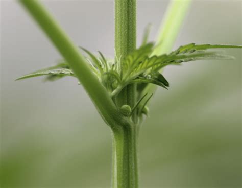 hermie cannabis plant.